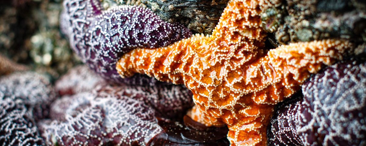 starfish and tidepools