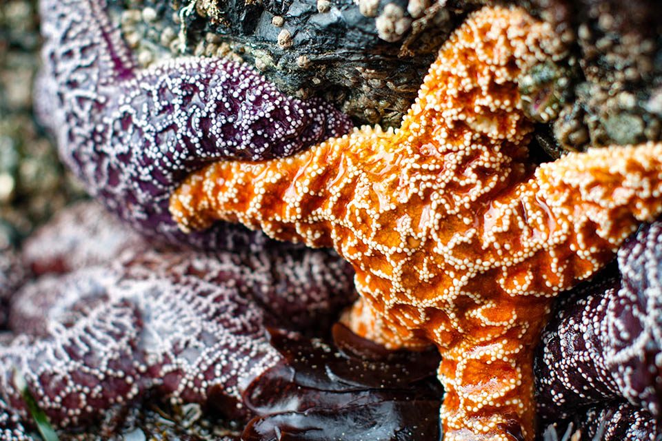 starfish and tidepools