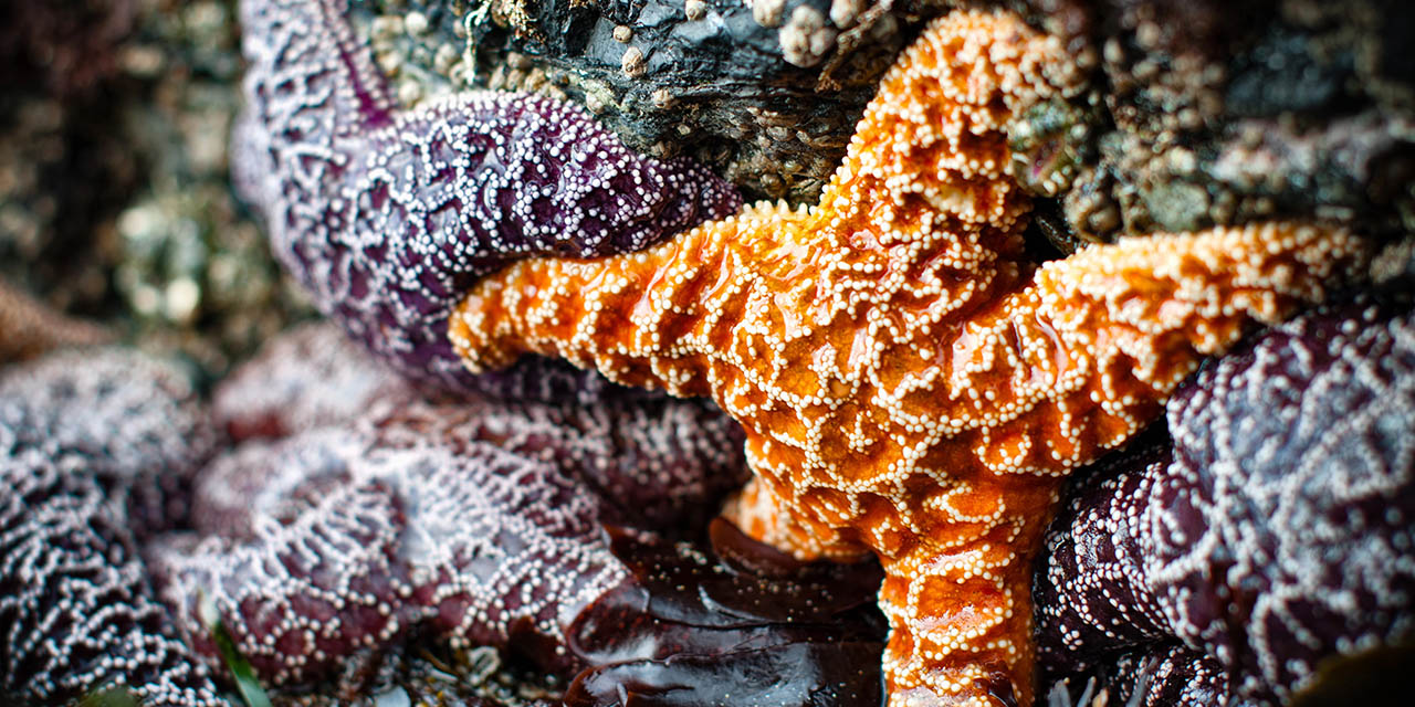 starfish and tidepools