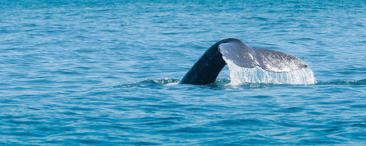 Whale watching is one of the most amazing attractions in Depoe Bay OR