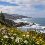 Colorful spring wildflowers blooming along a coastal bluff overlooking the Pacific Ocean near Depoe Bay, Oregon